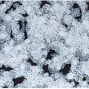 Bio Bloom Reef Song 1